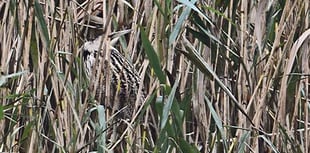 Citizen science event launched by Somerset Wildlife Trust
