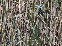 Citizen science event launched by Somerset Wildlife Trust