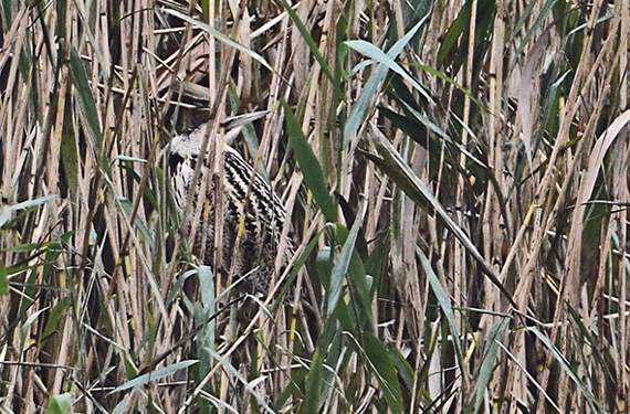 Citizen science event launched by Somerset Wildlife Trust