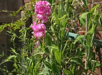 Mendip Gardening Club:  Growing and showing sweet peas