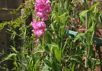 Mendip Gardening Club:  Growing and showing sweet peas