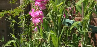 Mendip Gardening Club:  Growing and showing sweet peas