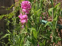 Mendip Gardening Club:  Growing and showing sweet peas
