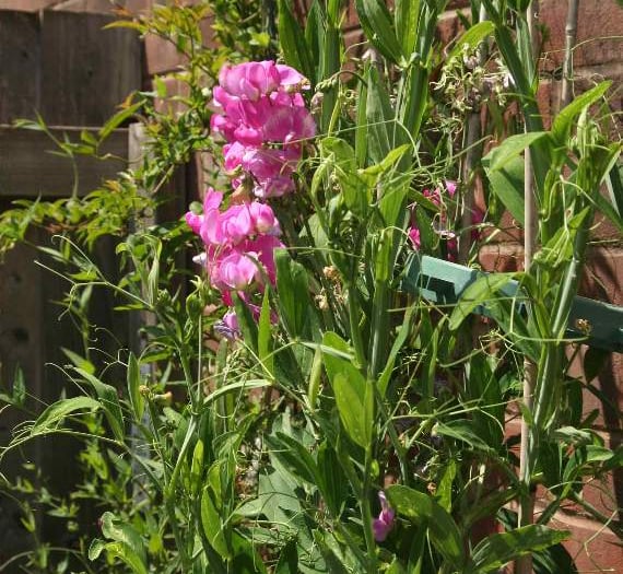 Mendip Gardening Club:  Growing and showing sweet peas