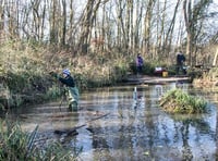 Five weeks of forest bathing to get underway