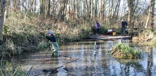 Five weeks of forest bathing to get underway