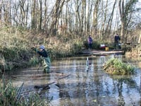 Five weeks of forest bathing to get underway