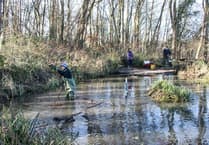 Five weeks of forest bathing to get underway in Midsomer Norton