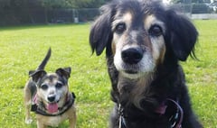 Golden oldies with combined age of 140 in dog years seek special retirement home