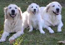 Could you be a volunteer for local Guide Dogs group?