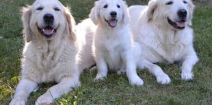Could you be a volunteer for local Guide Dogs group?