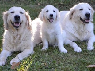 Could you be a volunteer for local Guide Dogs group?