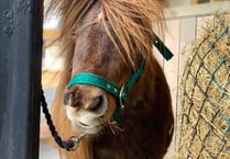 Neglected Shetland Pony rescued