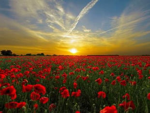 Remembrance Sunday to be marked in new ways