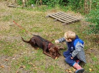 School’s dogs help confidence