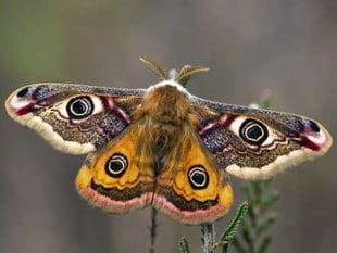 World of moths