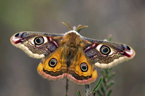 World of moths