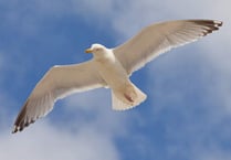 Gull trial “compromising  public health and safety”
