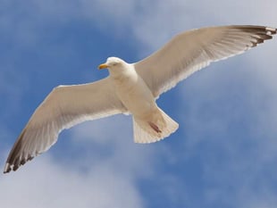 Gull trial “compromising  public health and safety”