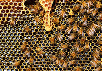 No bee-killing pesticides here!