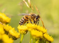 Pesticide powers “must be devolved”