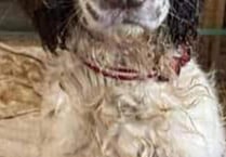 Community in shock as dog shot dead in Haydon