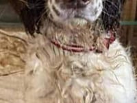 Community in shock as dog shot dead in Haydon