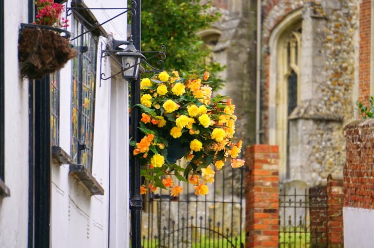 Flowers in hanging basket