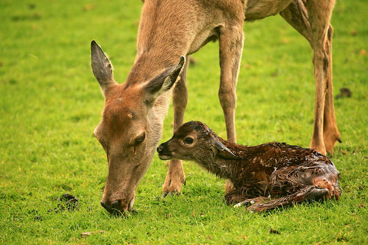A deer and her baby ready for Spring.