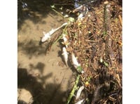 Farming company fined for polluting local watercourse