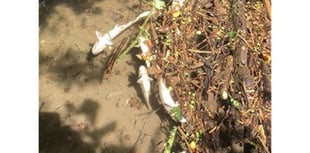 Farming company fined for polluting local watercourse