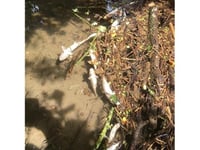 Farming company fined for polluting local watercourse
