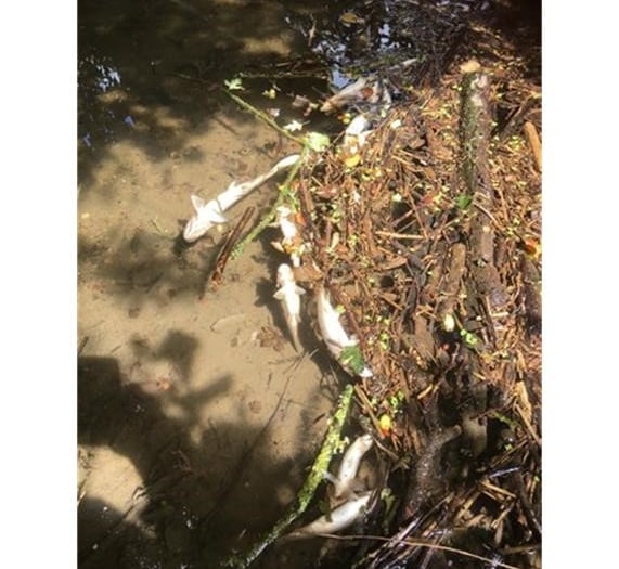 Farming company fined for polluting local watercourse