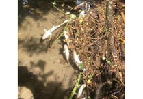 Farming company fined for polluting local watercourse