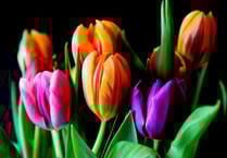 Plant sale to raise vital funds for Coleford Scout hall