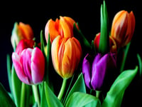 Plant sale to raise vital funds for Coleford Scout hall
