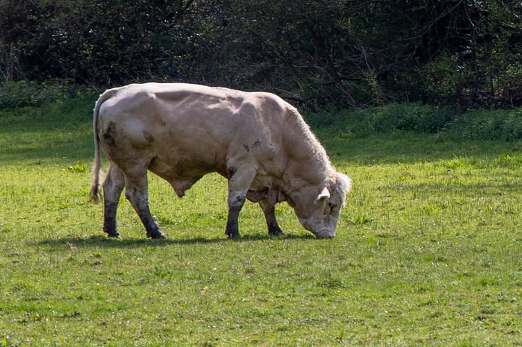 A bull in a field, photographed by Jenny Short.