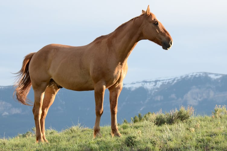 Horses