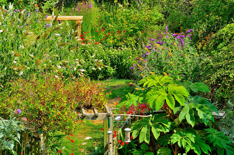 Colin ‘Higgy’ Higgins home garden. 