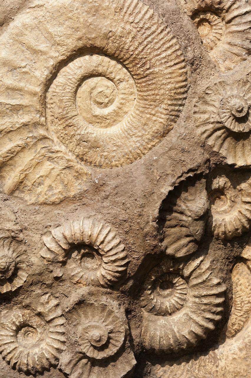 Fossil hunting to take place in Midsomer Norton Town Park