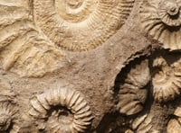 Fossil hunting to take place in park