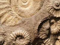 Fossil hunting to take place in park