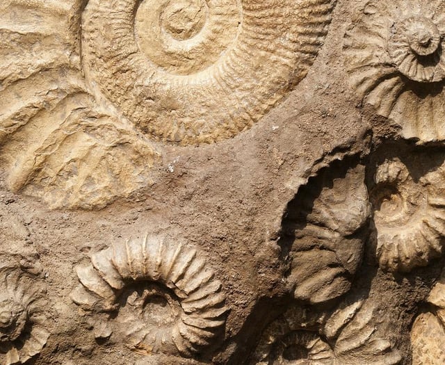 Fossil hunting to take place in park