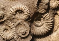 Fossil hunting to take place in Midsomer Norton Town Park