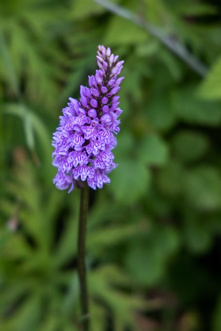 Silver Street Nature Reserve.