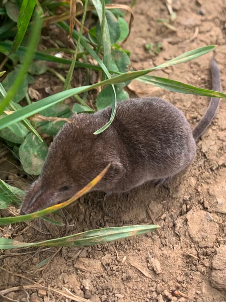 A young Shrew found in Midsomer Norton. 