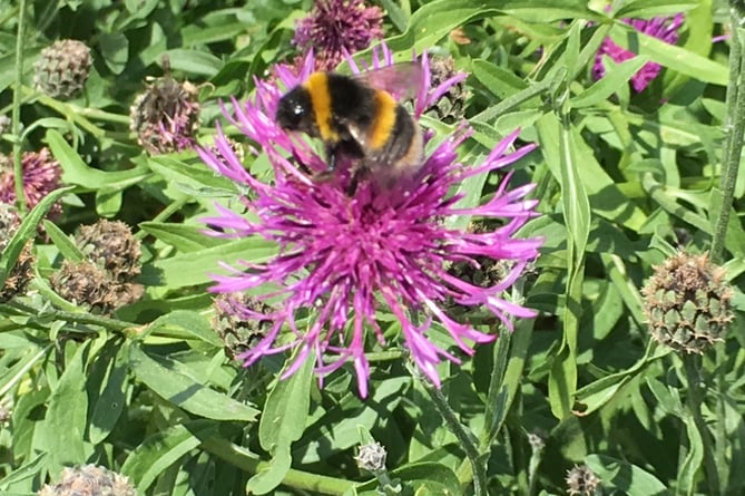 A buzz in the garden: Gardening for bees