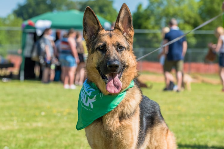 Bath Cats and Dogs home to host Wag Walk. 
