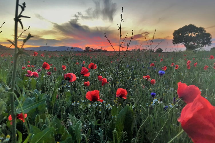 Sunset over poppy field near Dunster, sent in by Caroline Phillips