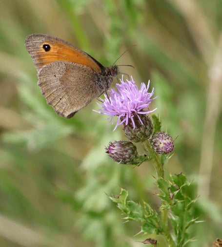 All images by Graham Nicholls,